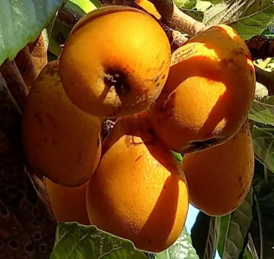 IMG-20240927-WA0203