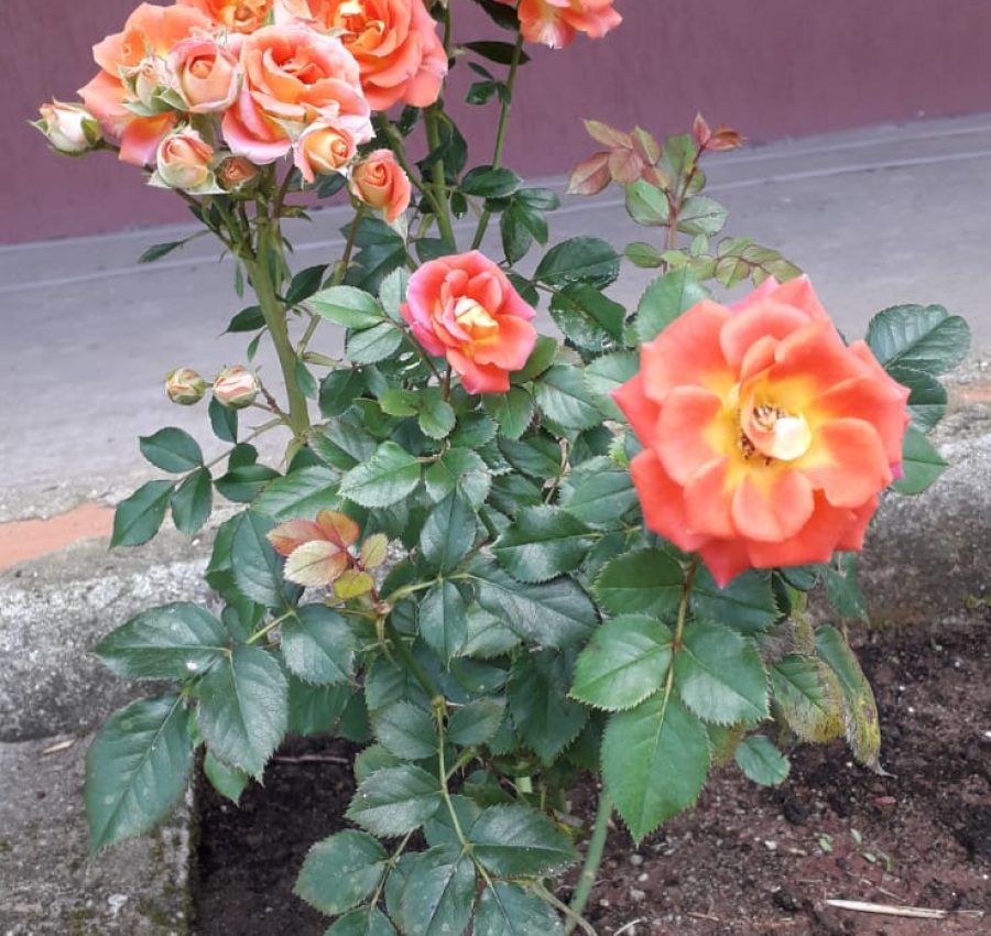 IMG-20240927-WA0206