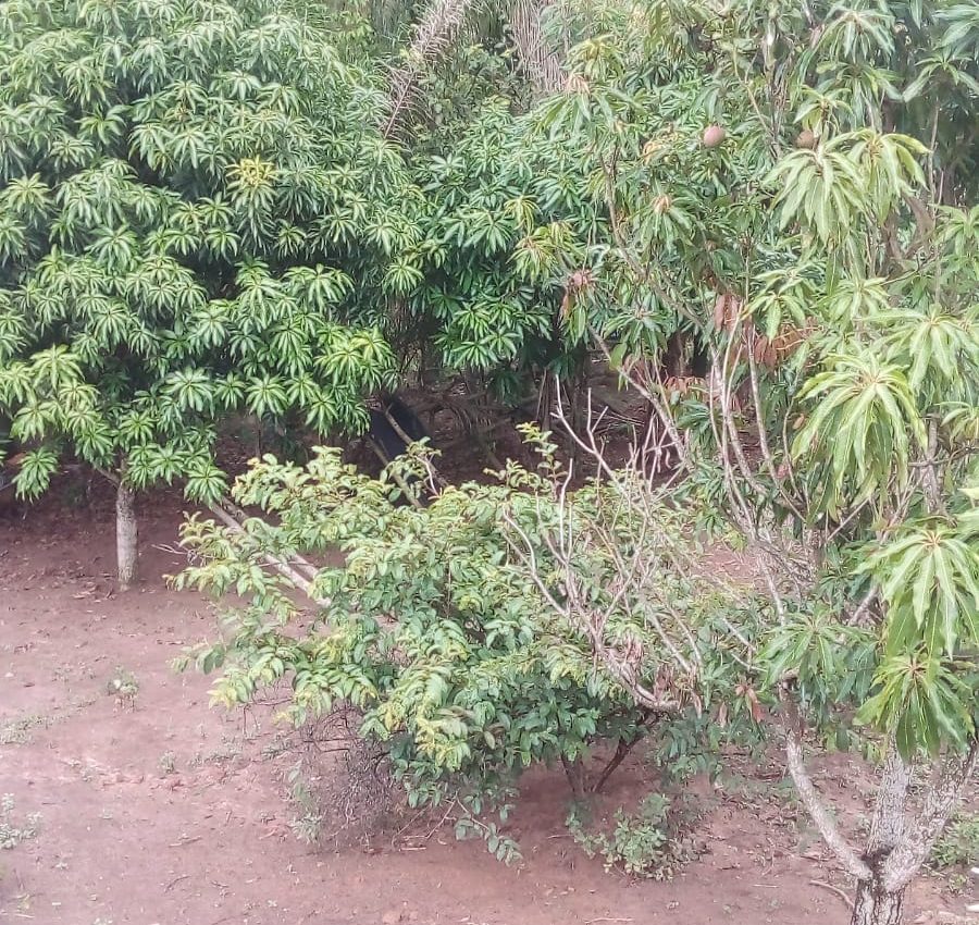 IMG-20241210-WA0155